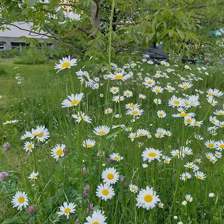 Appartement Melba Verbandsgemeinde Traben-Trarbach